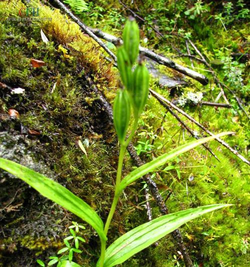 野兰是什么样子的？如何辨认和养护野兰？_花植网
