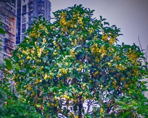 桂花开花的寓意与象征（桂花开花的美丽与内涵）