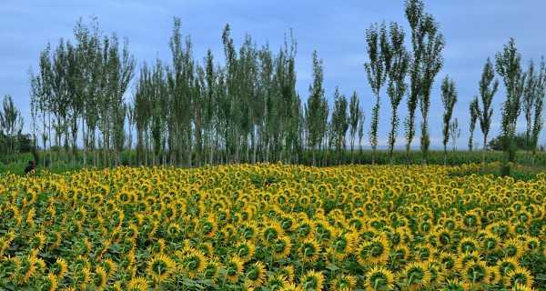 油葵适合什么地方种植？最佳种植环境是什么？