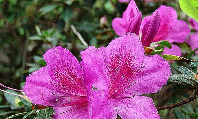 杜鹃花如何生长？其生长习性和环境条件有哪些常见问题？