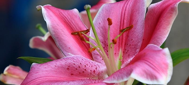 粉色百合的花语与象征意义(探寻粉色百合的美丽和内涵) 粉色百合的花语与象征意义(探寻粉色百合的美丽和内涵)