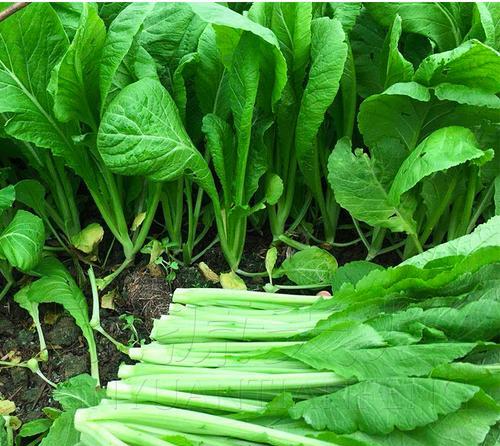  芥菜和芋头是一种菜吗？它们的营养价值和区别是什么？