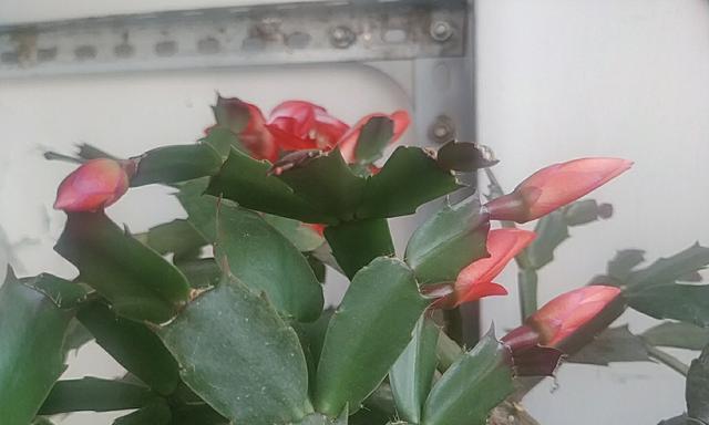 蟹爪兰花语之美（揭开蟹爪兰花语的神秘面纱）