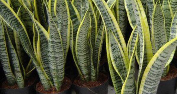 虎皮兰珍贵品种有哪些?如何鉴别虎皮兰的珍稀程度?