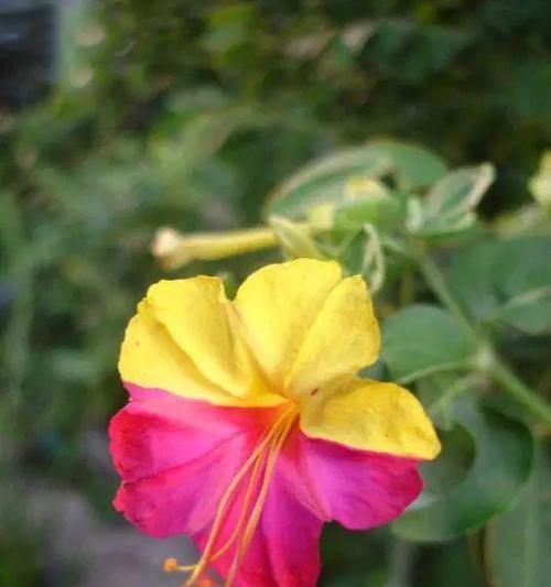 紫茉莉花语（揭示紫茉莉花语的深刻内涵及意义）