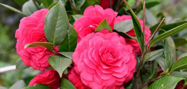 白茶花的花语与寓意——传递纯洁与祝福（探寻白茶花花语的真谛）