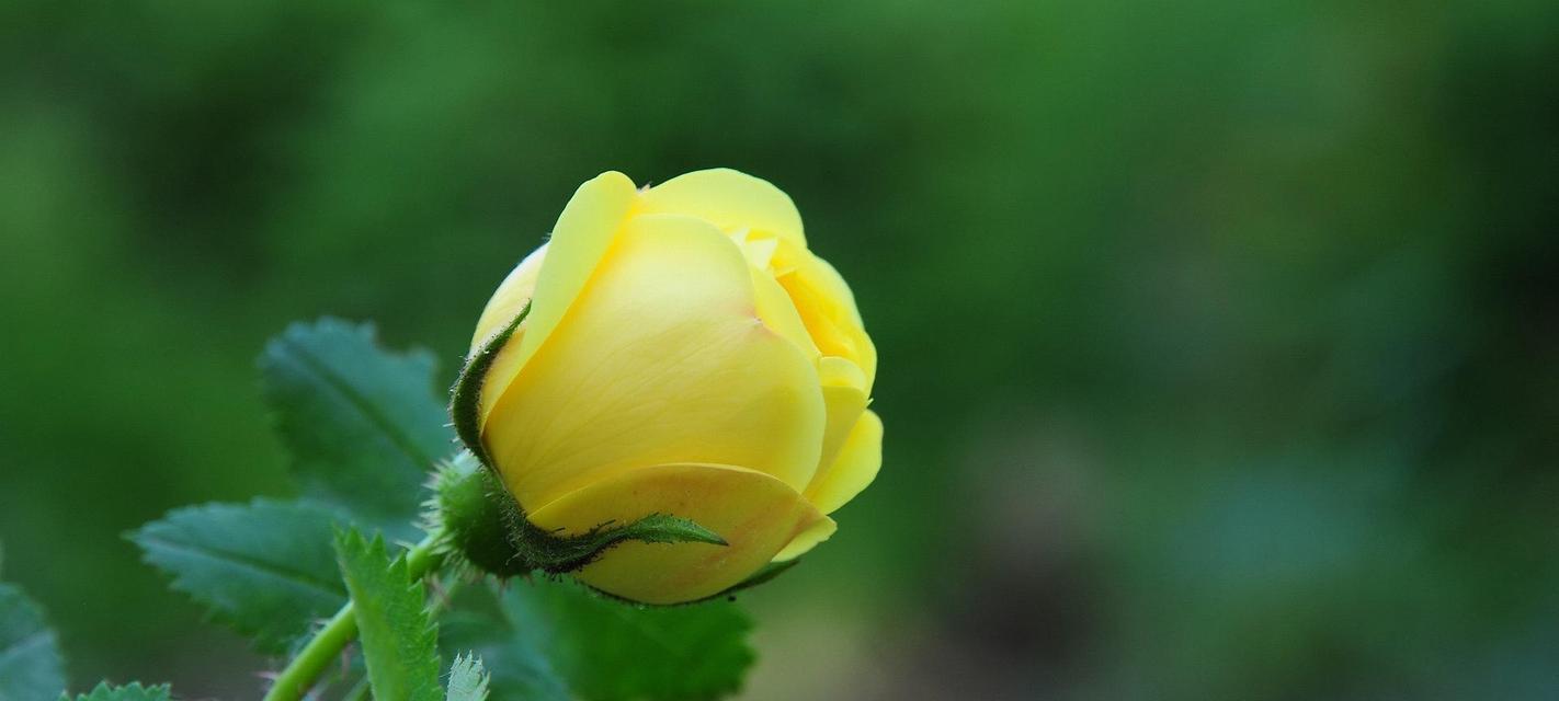 黄玫瑰花语之美（唤醒心灵的明黄妖艳）