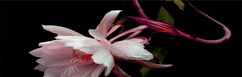 孤独之花的花语（探索孤独在不同花语中的意义和表达方式）