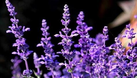 孤独之花的花语(探索孤独在不同花语中的意义和表达方式) 孤独之花的花语(探索孤独在不同花语中的意义和表达方式)