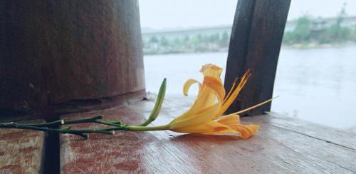 孤独之花的花语(探索孤独在不同花语中的意义和表达方式) 孤独之花的花语(探索孤独在不同花语中的意义和表达方式)