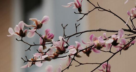 玉兰花的寓意与象征（探寻玉兰花的花语和象征意义）