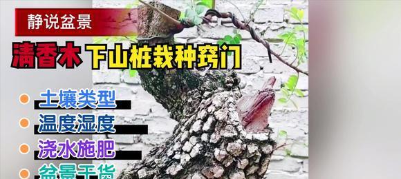 清香木下山桩养护方法是什么？如何确保其健康成长？