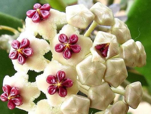 球兰喜肥吗？喜欢施什么肥料？