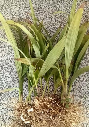 白芨成熟期是什么时候？如何判断白芨的最佳采收时间？
