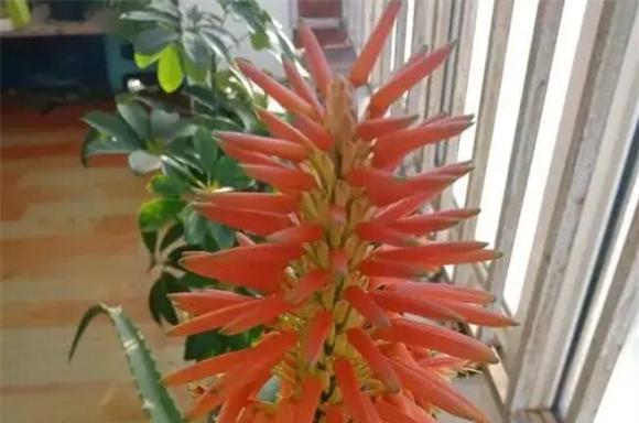 芦荟开花的寓意与象征意义（探寻芦荟开花的奥秘）