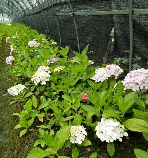 八仙花的意义与传说（以八仙花为主题的神话传说与寓意）