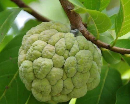 番荔枝开花时间是什么时候？常见问题解答