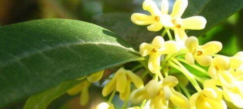金桂花的花语及寓意（金桂花的花语及象征的美好寓意）