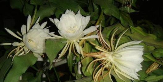 昙花花语的象征与寓意（一朵昙花的沉默坚韧与追求美丽的勇气）