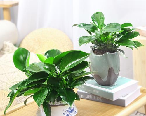 绿钻适合在室内养吗？室内养护绿钻的注意事项有哪些？