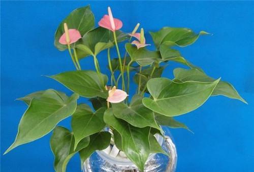 粉掌叶子发黑是什么原因？如何有效解决？