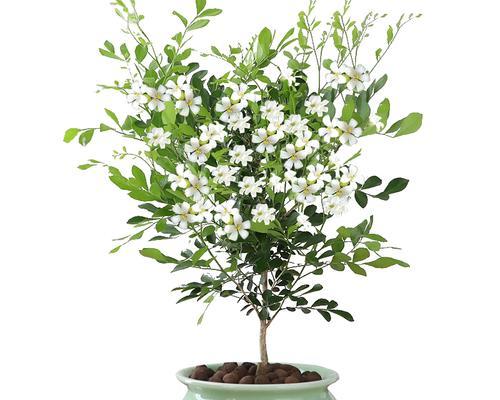 七里香一年开几次花?如何确保其正常开花周期? 七里香一年开几次花?如何确保其正常开花周期?