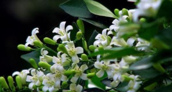 七里香一年开几次花?如何确保其正常开花周期? 七里香一年开几次花?如何确保其正常开花周期?