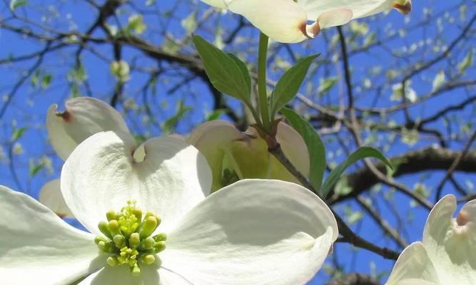 纯洁之美（探索自然中的纯净之美）