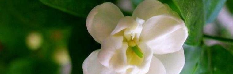 纯洁之美（探索自然中的纯净之美）