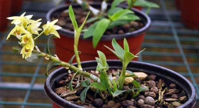 石斛开花后如何管理？开完花后应该注意哪些事项？