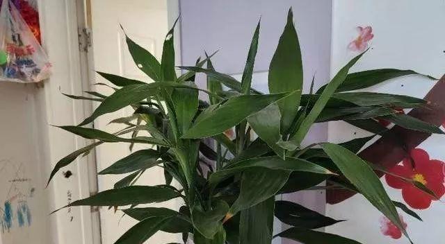 富贵竹有毒吗？室内养殖需要注意什么？