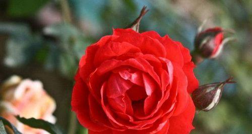 爱情之花（用花语诠释爱情的永恒）