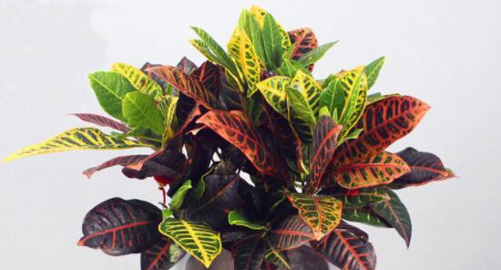 变叶木属于草本植物还是木本植物？如何区分？