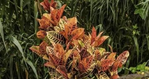 变叶木属于草本植物还是木本植物？如何区分？