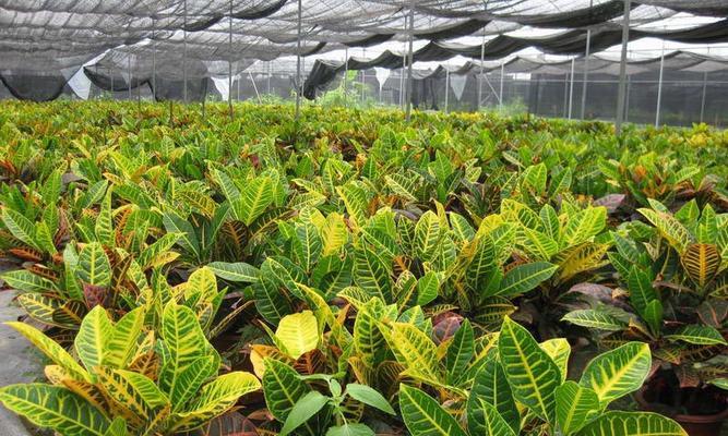 变叶木属于草本植物还是木本植物？如何区分？