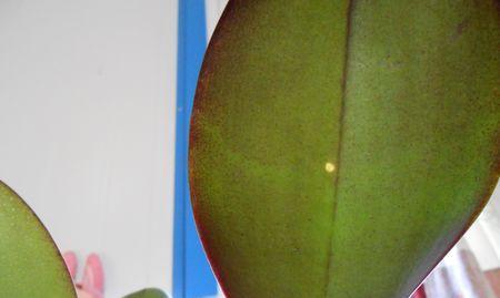 蝴蝶兰炭疽病怎么引起的？有效治疗方法有哪些？