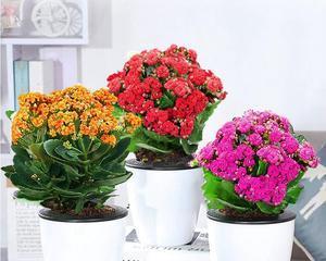 长寿花花语（长寿花的花语及其文化含义解读）