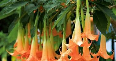 曼陀罗花的寓意与象征意义（探索曼陀罗花的隐喻之美）