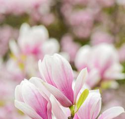 木兰花的开花季节是什么时候？几月份开花最合适？