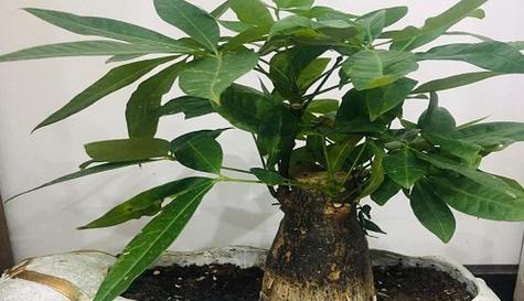发财树根系发达吗？如何促进其健康成长？