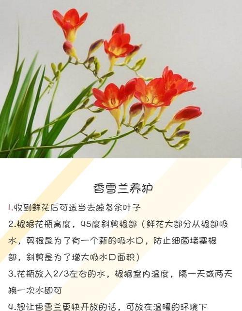 君子兰可以浇醋吗？用醋水浇君子兰的正确方法是什么？