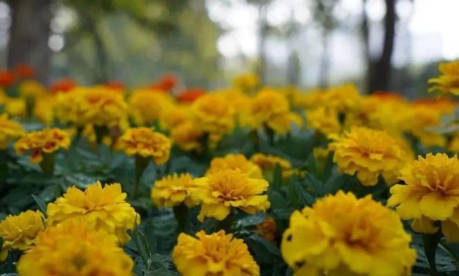 菊花与生肖（揭秘菊花背后的生肖意义）