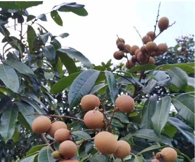 莆田桂圆什么时候成熟上市？如何挑选新鲜桂圆？