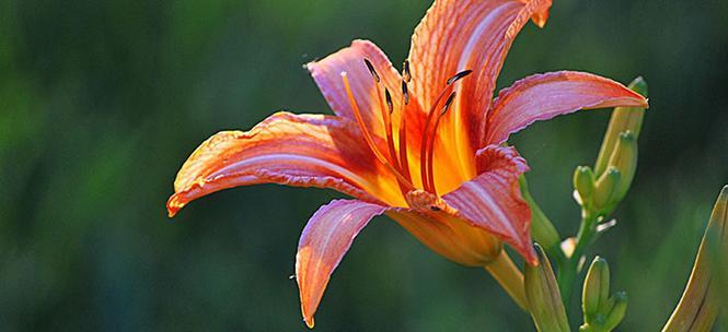 忘忧草——解忧消愁的神奇植物（寻找内心平静的秘密武器）