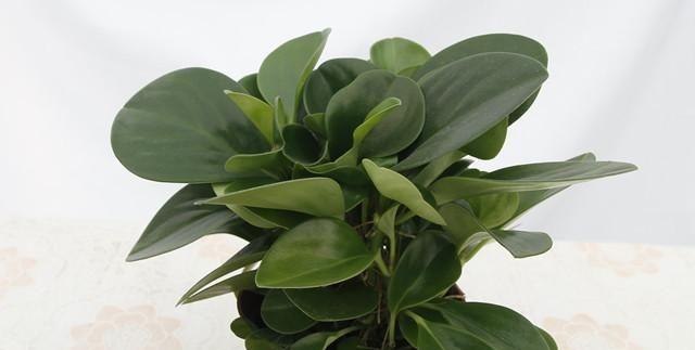 豆瓣绿开花的风水寓意（探究以豆瓣绿开花的好坏及其风水寓意）