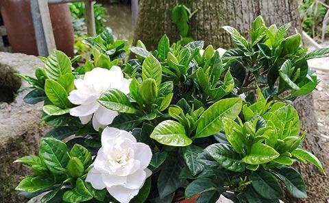 家里能种栀子花吗？栀子花种植的条件和注意事项是什么？