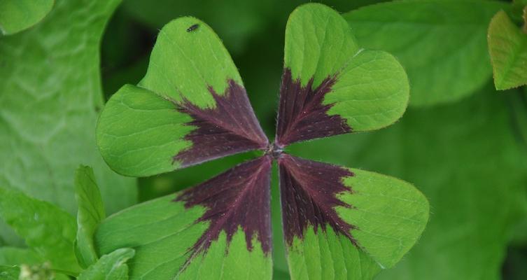 兰花中的三叶草之美（揭示兰花中三叶草的象征意义与秘密）