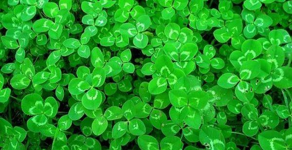 四叶草的花语（寻找四叶草）