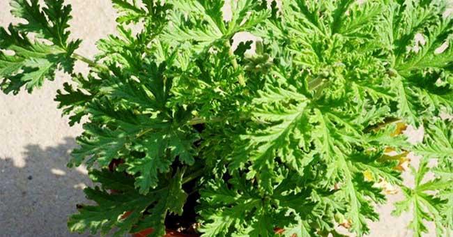 驱蚊草繁殖方法有哪些？繁殖时应注意哪些问题？