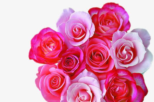 玫瑰花中的粉色力量（探寻粉色玫瑰的花语与意义）